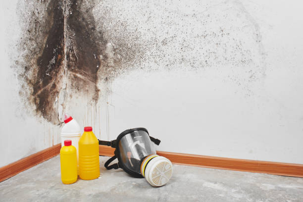 Best Mold Damage Restoration  in Bee Cave, TX